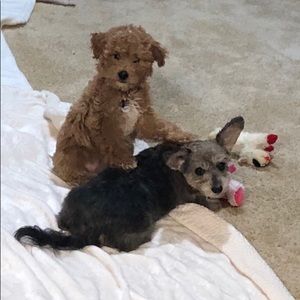 Meet your Posher, Connie